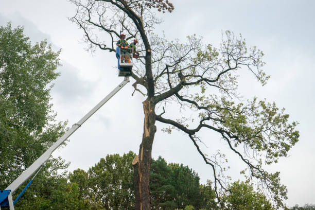 Best Palm Tree Trimming  in Helena Valley Northwest, MT